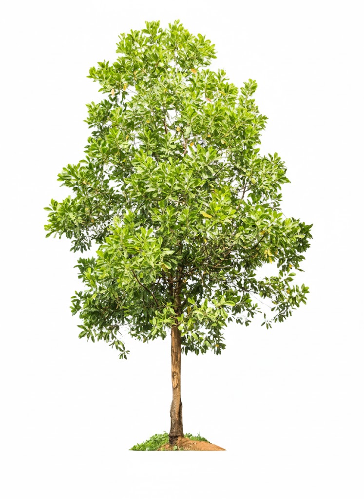 Acacia Tree Adoption