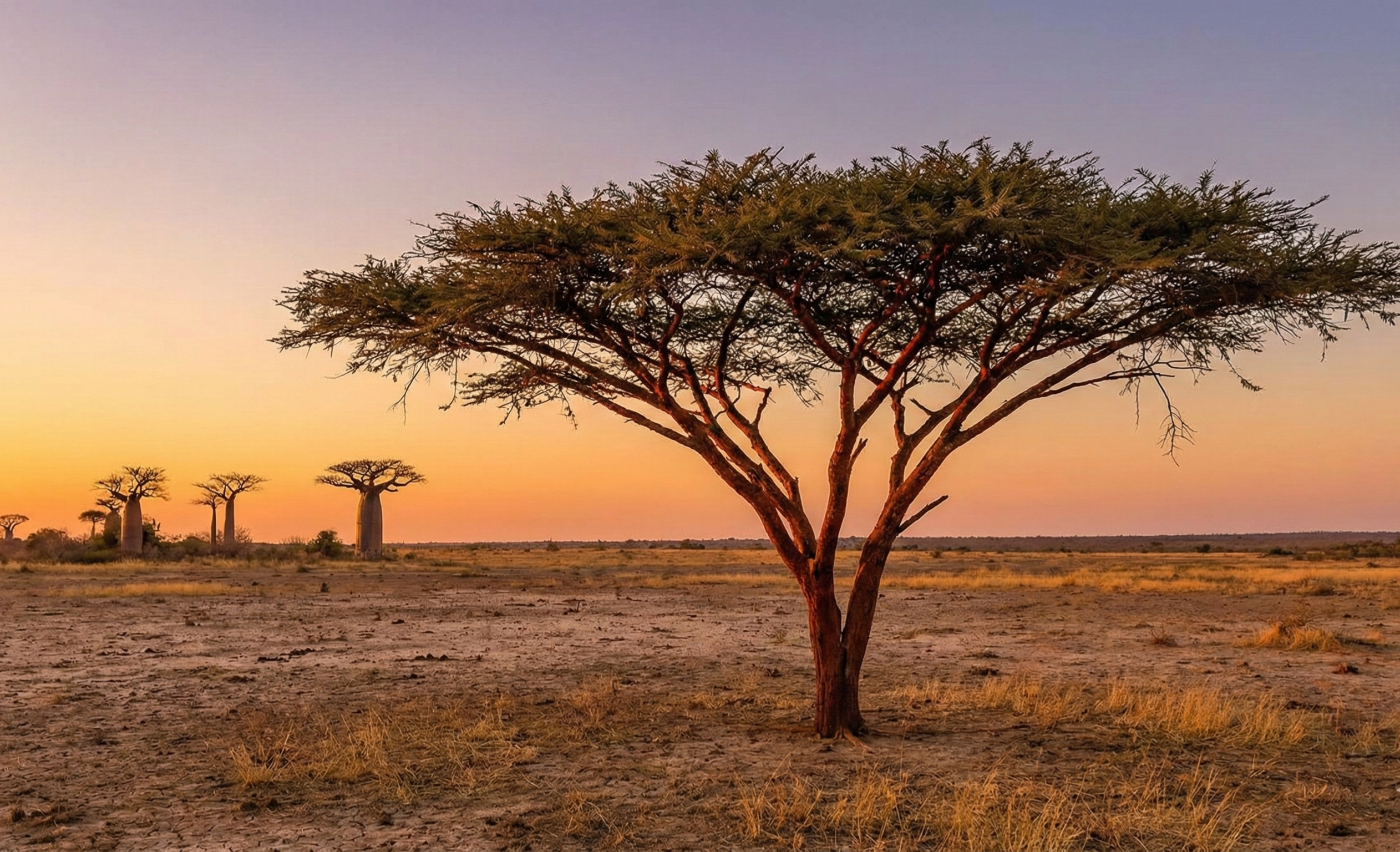 Acacia Tree Adoption - Image 3