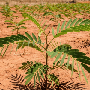 Cordyla (Cordyla madagascariensis)
