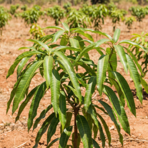 Mango Tree (Mangifera indica)