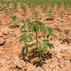 Cassava (Manihot esculenta)