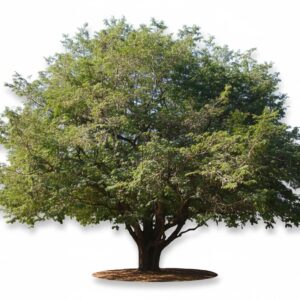 Tamarind (Tamarindus indica)
