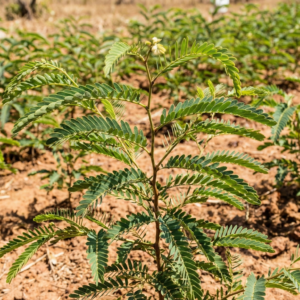 Tamarind (Tamarindus indica)