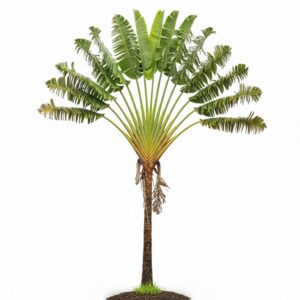 Traveler's Palm (Ravenala madagascariensis)