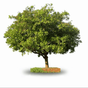 The Cashew Tree (Anacardium occidentale)