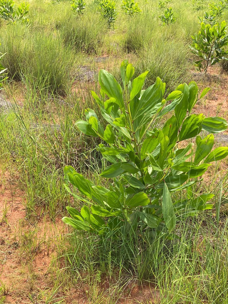 Adopt a tree in Madagascar - Image 3