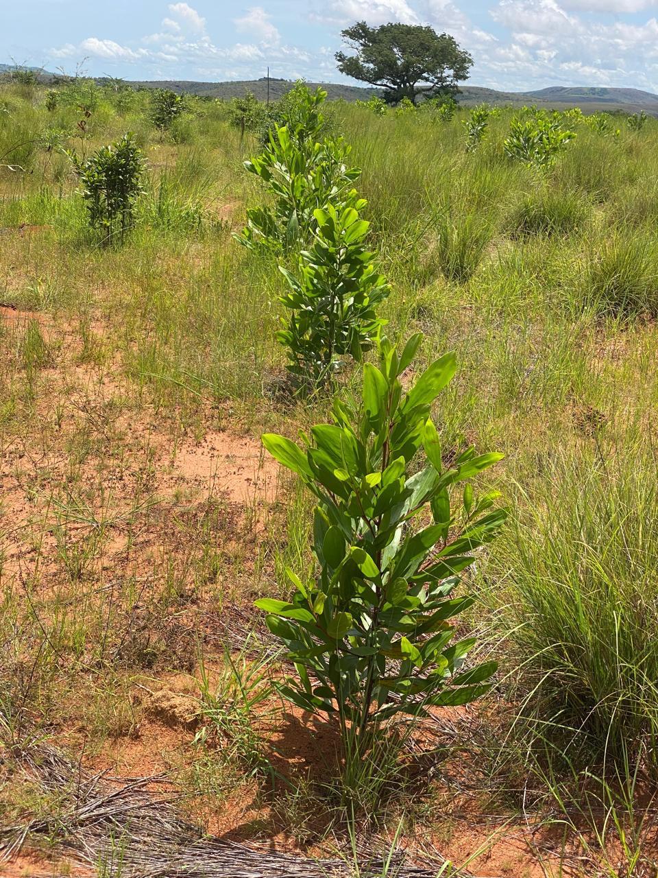 Adopt a tree in Madagascar - Image 4