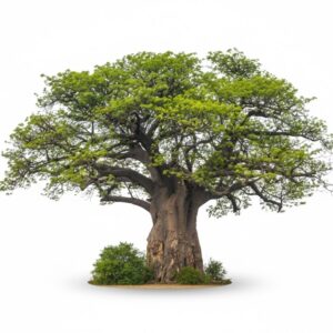 The Majestic Baobab Tree