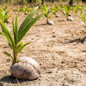 The Coconut Palm (Cocos nucifera)