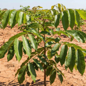 Acacia Tree Adoption