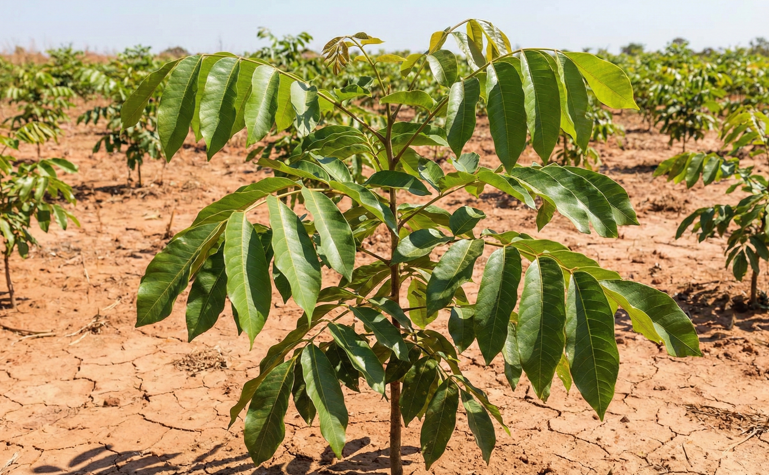 Acacia Tree Adoption