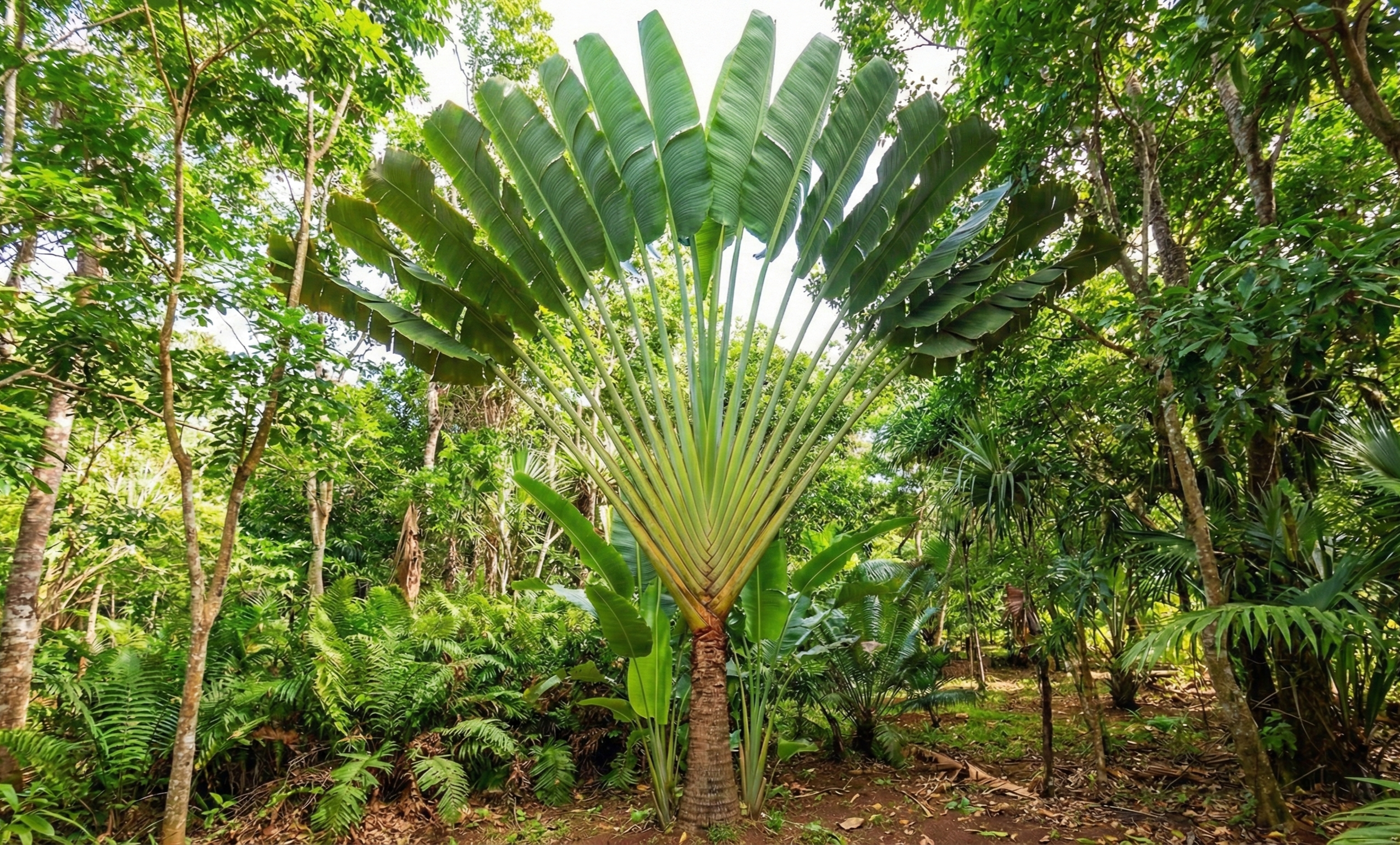 Adopt a tree in Madagascar - Image 10