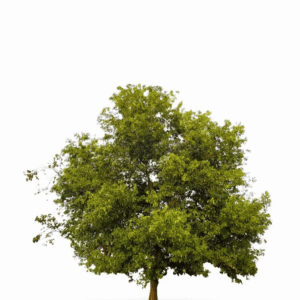 Rosewood (Dalbergia Maritima)